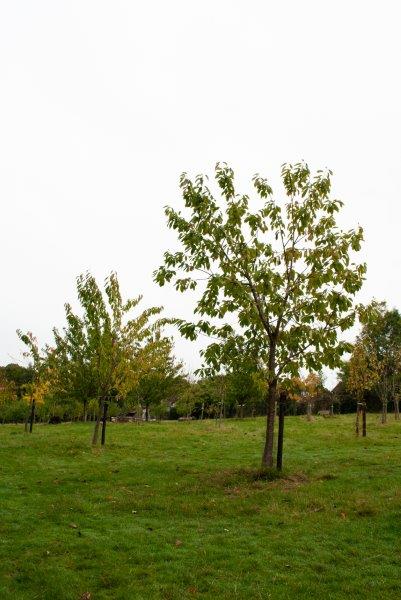 trees in orchard